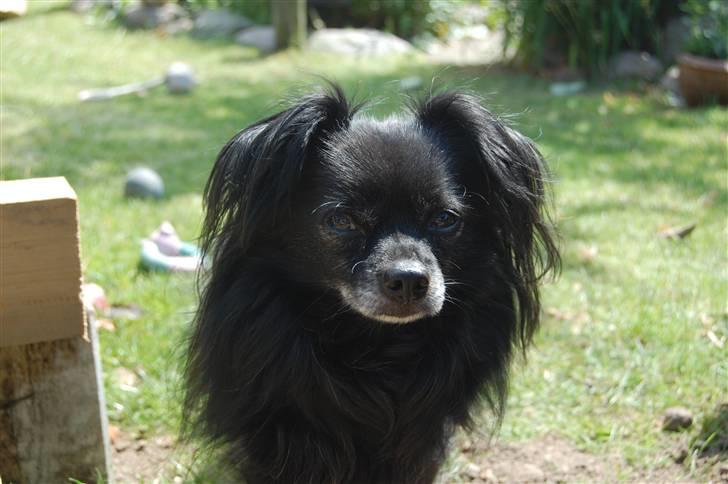 Chihuahua Birkedal's  Topsy - Monty billede 7