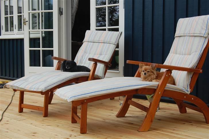 Chihuahua Birkedal's  Topsy - Monty billede 8