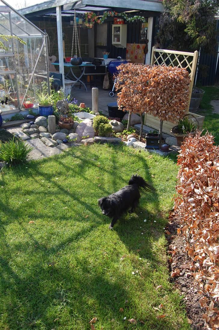 Chihuahua Birkedal's  Topsy - Monty billede 9