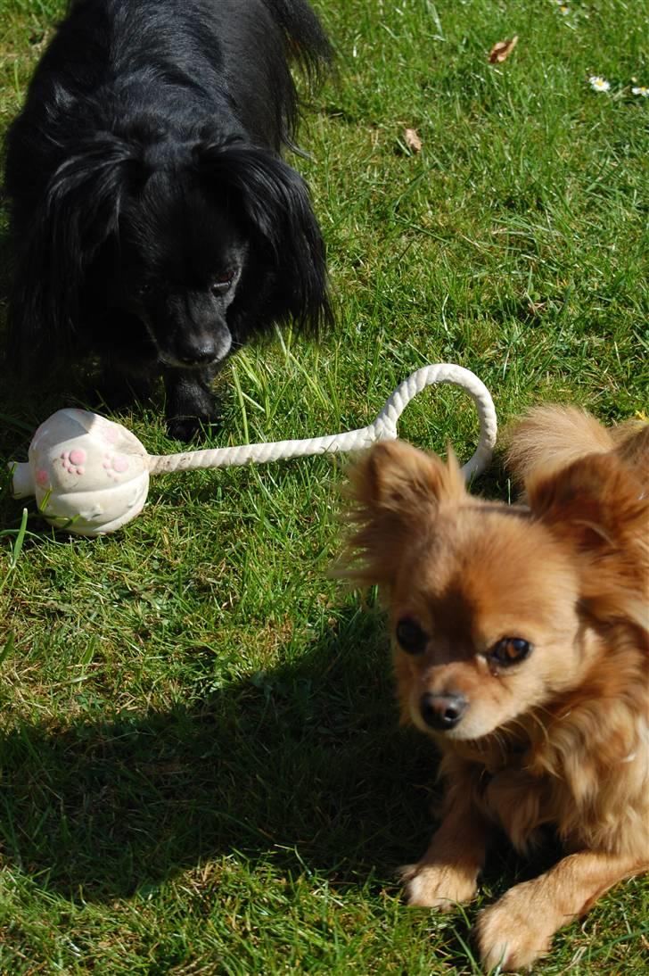 Chihuahua Birkedal's  Topsy - Monty billede 10