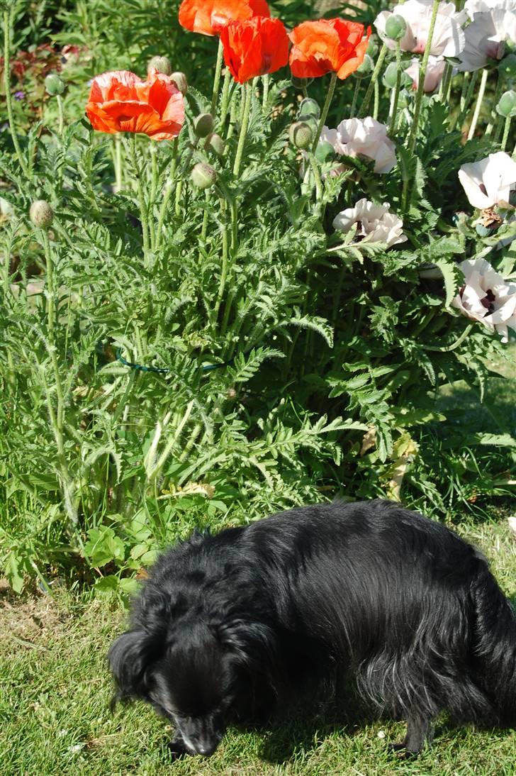 Chihuahua Birkedal's  Topsy - Monty billede 11