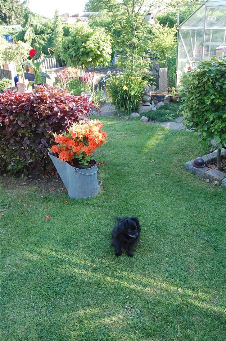 Chihuahua Birkedal's  Topsy - Monty billede 12