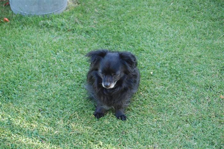 Chihuahua Birkedal's  Topsy - Monty billede 13