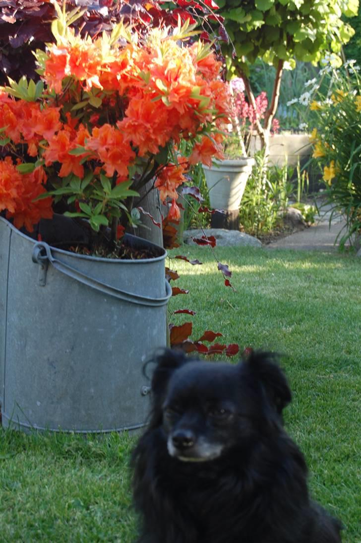 Chihuahua Birkedal's  Topsy - Monty billede 14