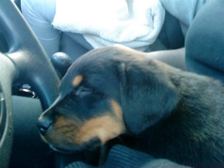 Rottweiler *Daisy billede 19