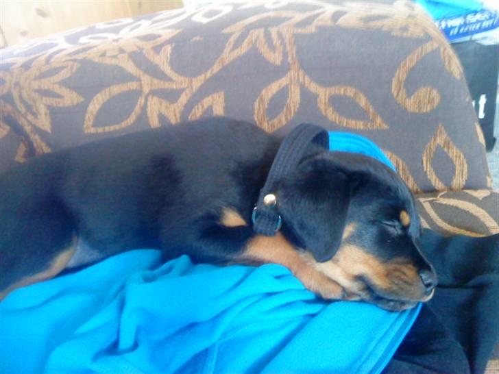 Rottweiler *Daisy billede 2