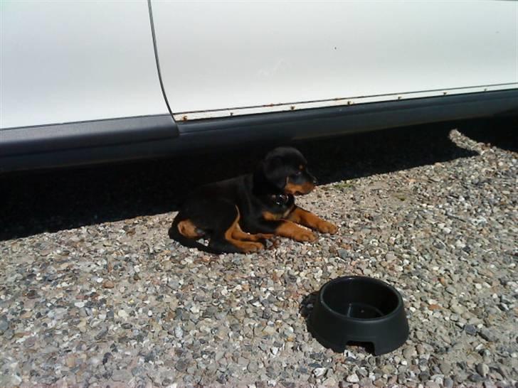 Rottweiler *Daisy billede 3
