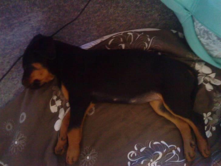 Rottweiler *Daisy billede 4