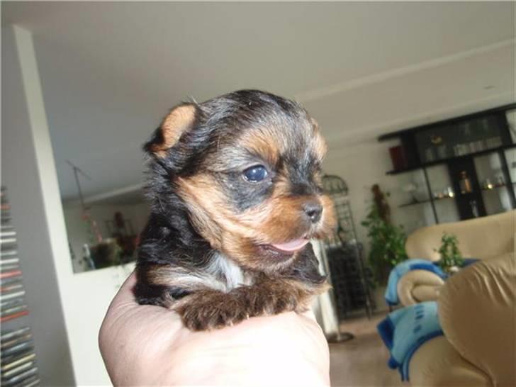 Yorkshire terrier Messi - Så blev prinsen 4 uger :D billede 11