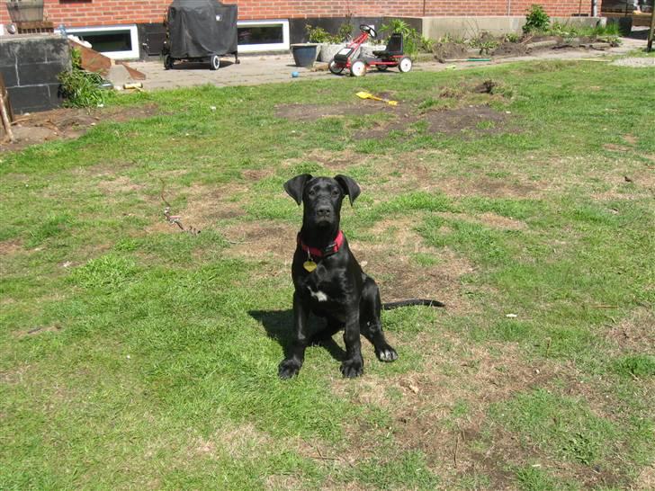 Grand danois Luna (ikke min mere) billede 8