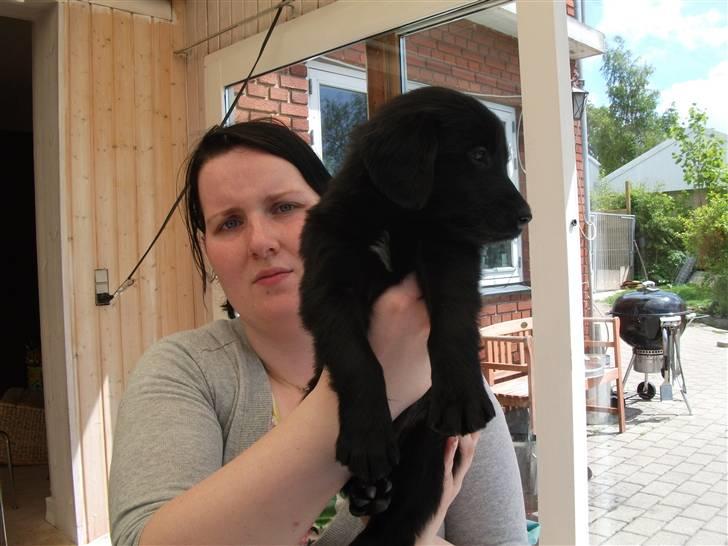 Flat coated retriever Alma - engle barnet/koldbøtte billede 4