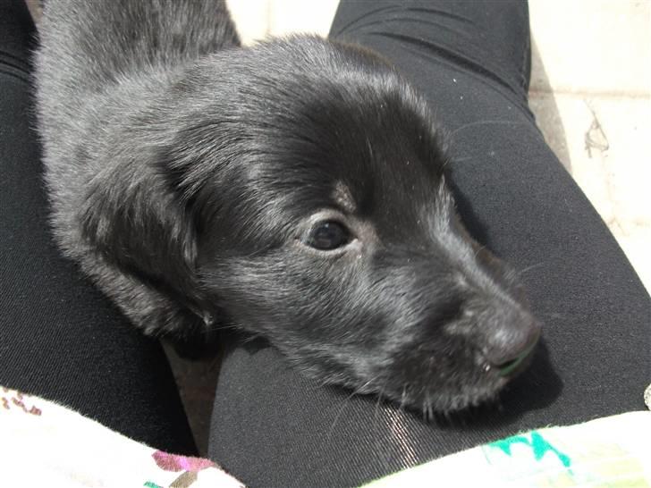 Flat coated retriever Alma - engle barnet/koldbøtte billede 3