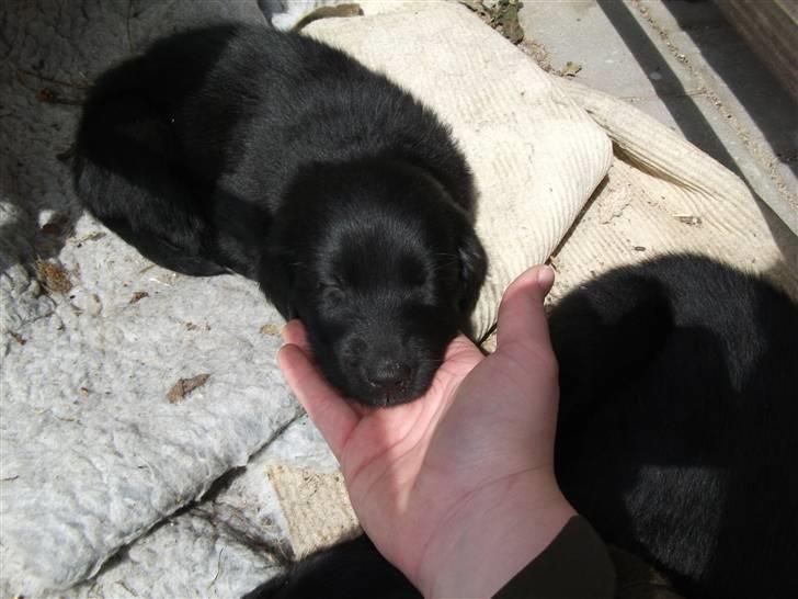Flat coated retriever Alma - engle barnet/koldbøtte billede 6