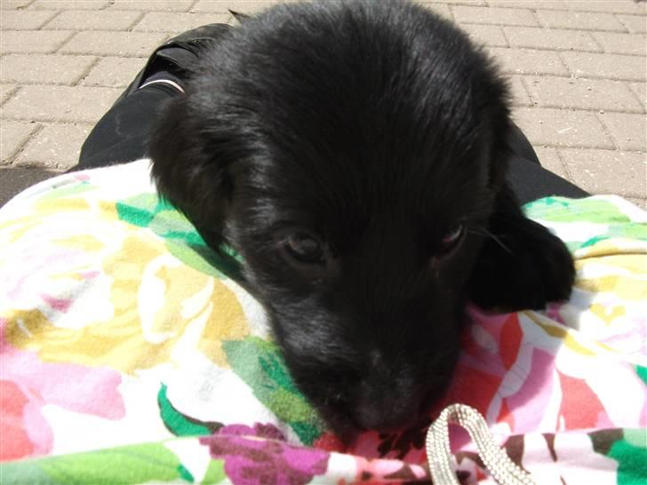 Flat coated retriever Alma - engle barnet/koldbøtte billede 2