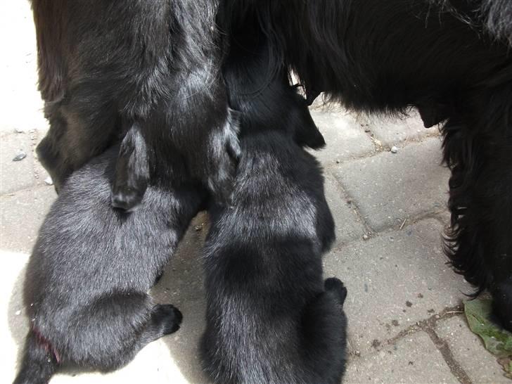 Flat coated retriever Alma - engle barnet/koldbøtte - Alma der sidder til højre... ;) billede 7