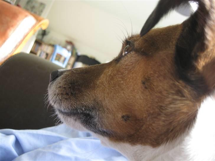 Jack russell terrier Lucie  | Nellie billede 8