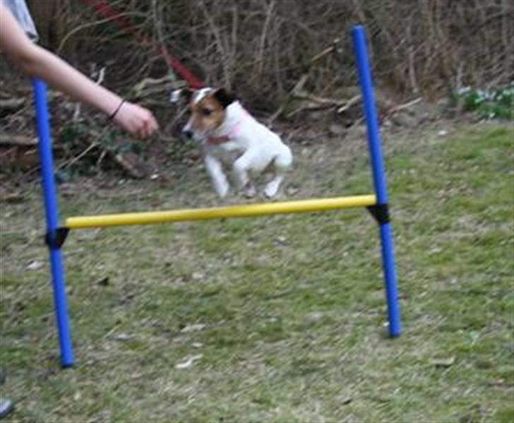 Jack russell terrier Lucie  | Nellie billede 9