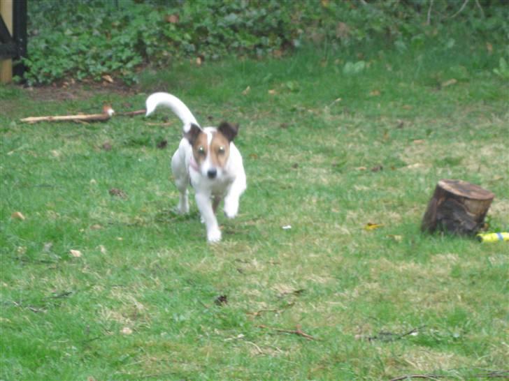 Jack russell terrier Lucie  | Nellie billede 10