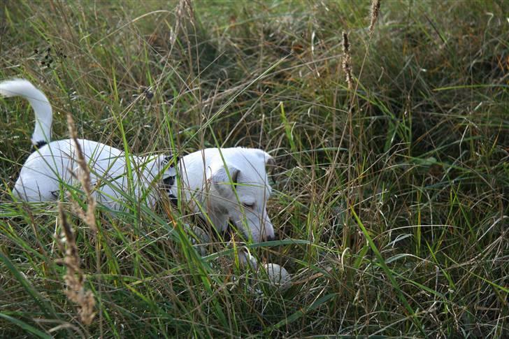 Jack russell terrier Spiff billede 9