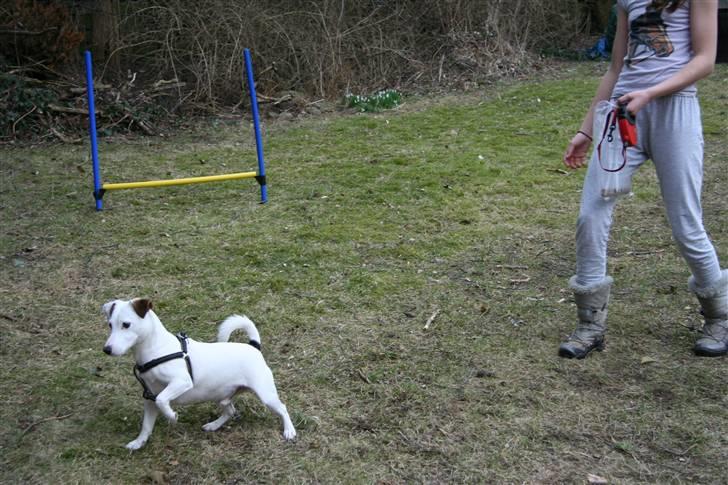 Jack russell terrier Spiff billede 11