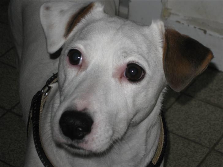 Jack russell terrier Spiff billede 12
