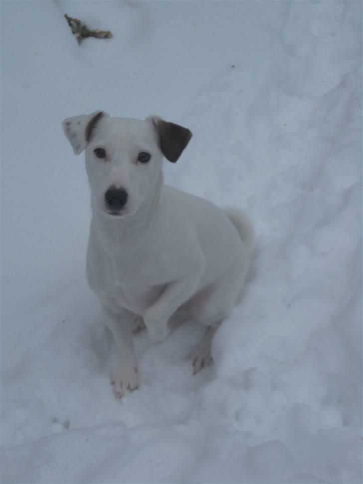 Jack russell terrier Spiff billede 13