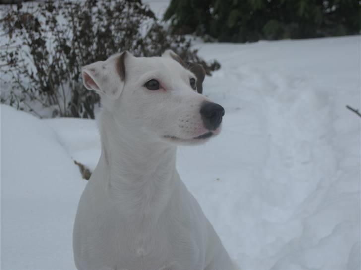 Jack russell terrier Spiff billede 14