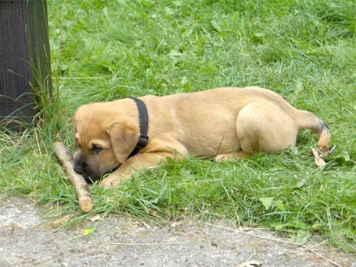 Blanding af racer Ozzy - dagen efter vi har fået ham billede 1