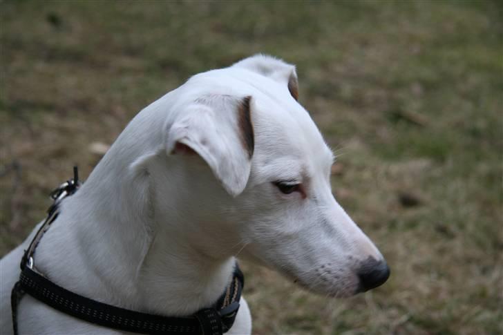 Jack russell terrier Spiff billede 16