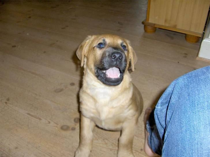 Blanding af racer Ozzy billede 2