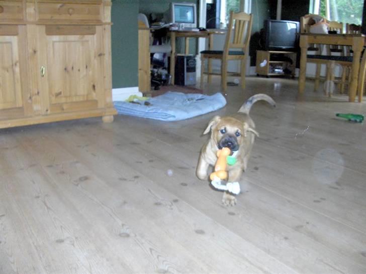 Blanding af racer Ozzy billede 3