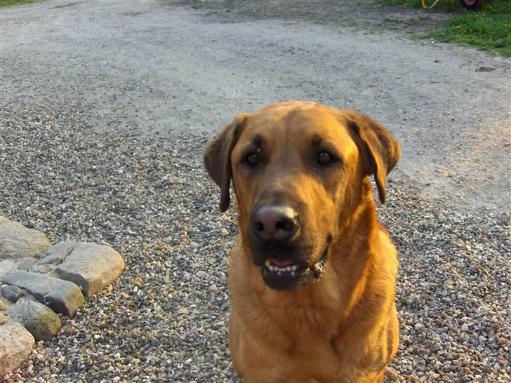 Blanding af racer Ozzy billede 4