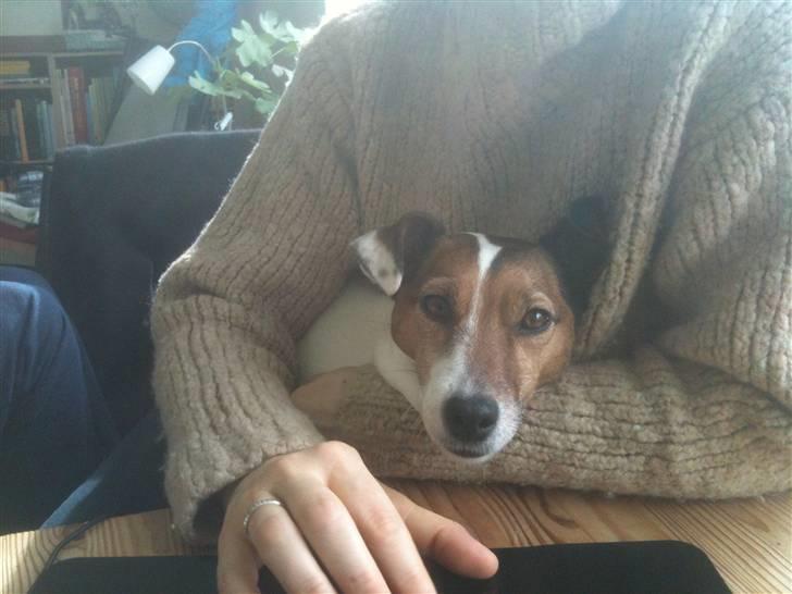 Jack russell terrier Lucie  | Nellie billede 11