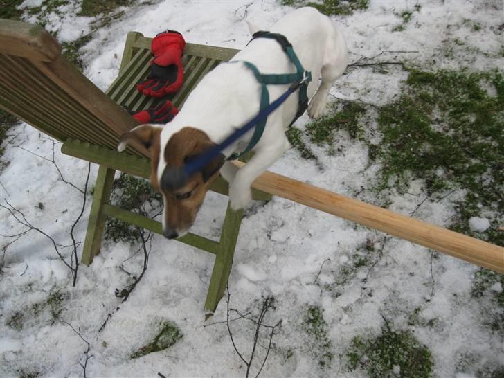 Jack russell terrier Lucie  | Nellie billede 12