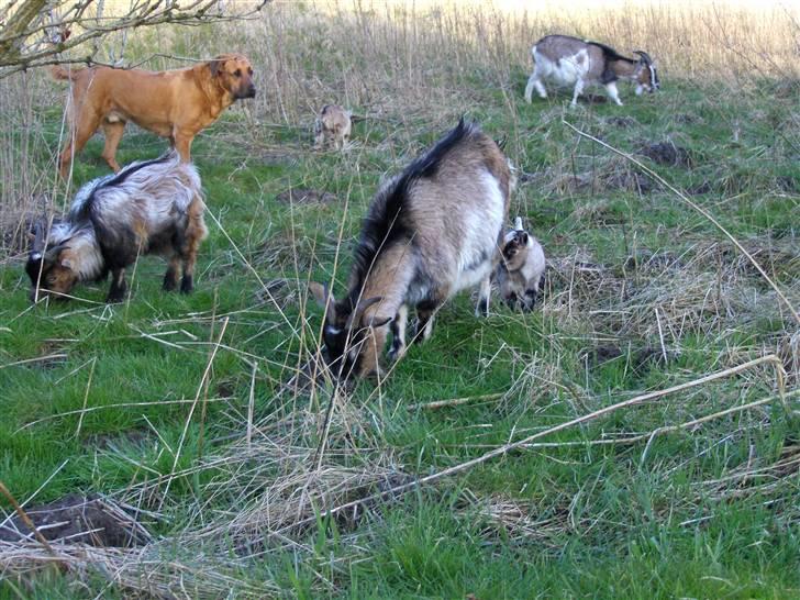 Blanding af racer Ozzy - Jeg tror jeg er en ged :o) billede 5