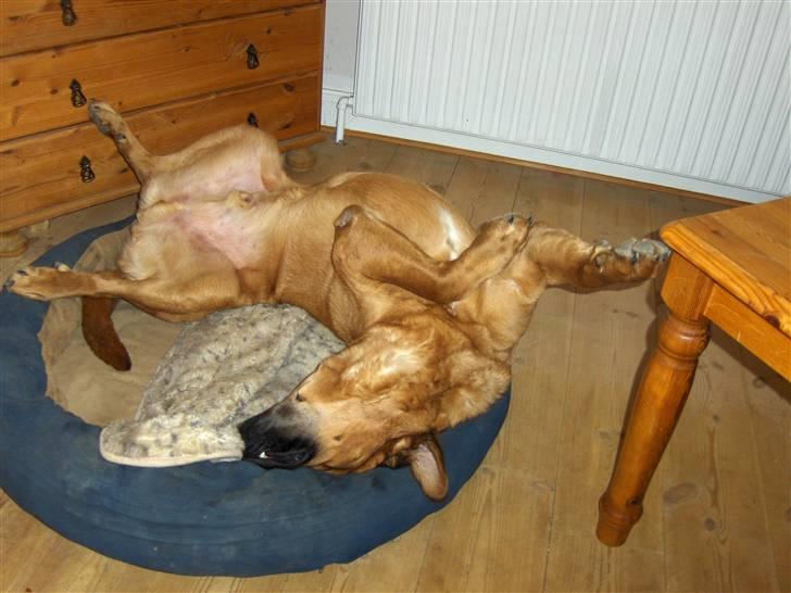 Blanding af racer Ozzy - Snupper lige en morfar billede 6