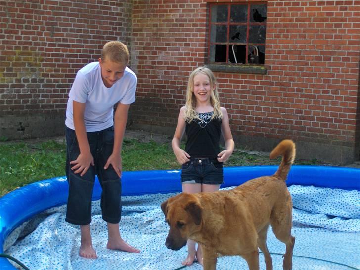 Blanding af racer Ozzy billede 7