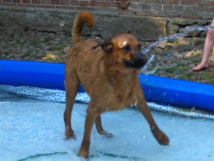 Blanding af racer Ozzy - Jeg er en vandhund billede 8