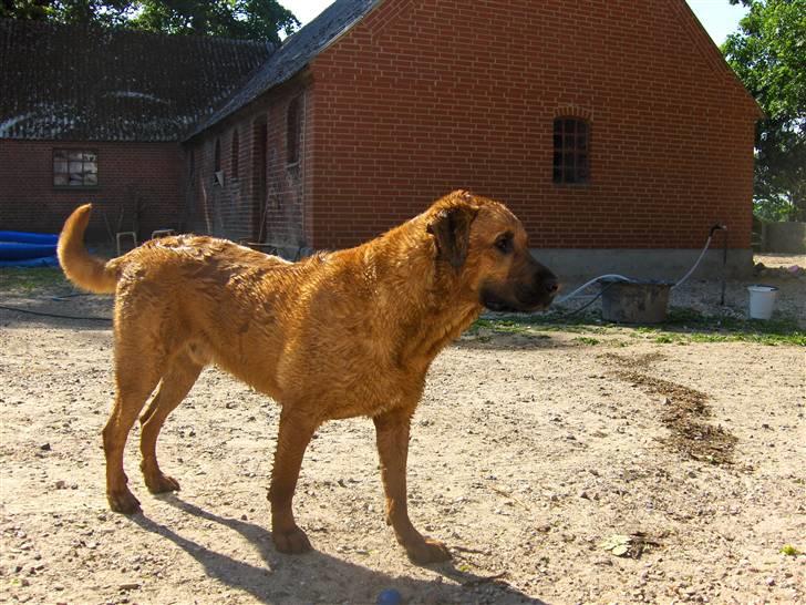 Blanding af racer Ozzy billede 9