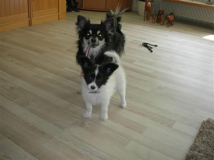 Papillon Nikki billede 16