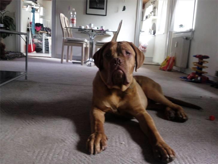Dogue de bordeaux R.I.P.   KAARE.. billede 11