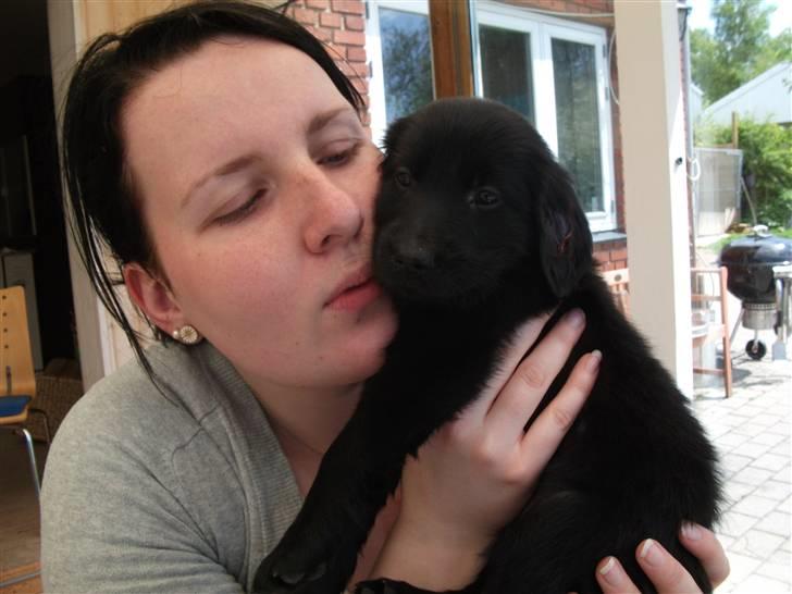 Flat coated retriever Alma - engle barnet/koldbøtte billede 5