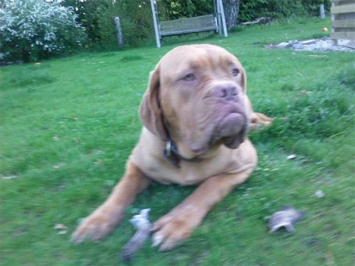 Dogue de bordeaux R.I.P.   KAARE.. billede 12