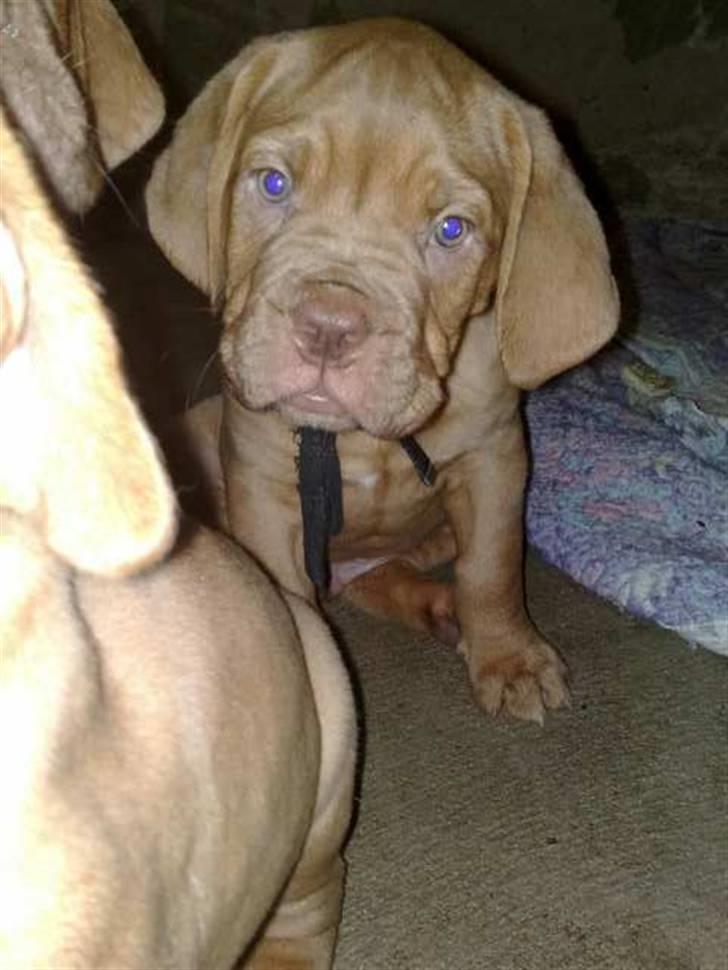 Dogue de bordeaux R.I.P.   KAARE.. billede 13