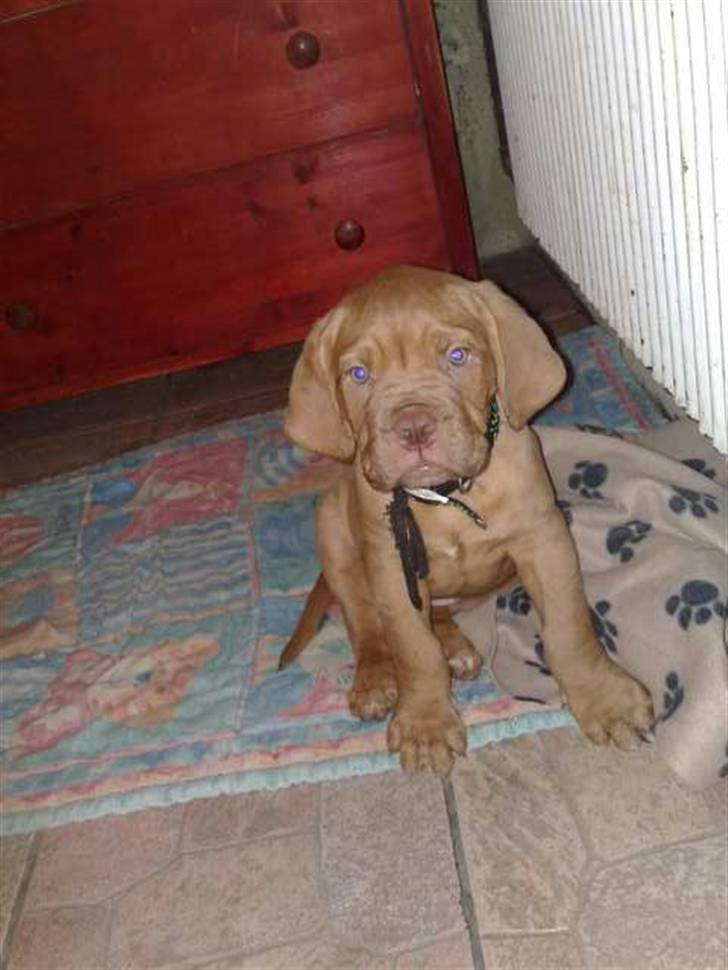 Dogue de bordeaux R.I.P.   KAARE.. billede 14