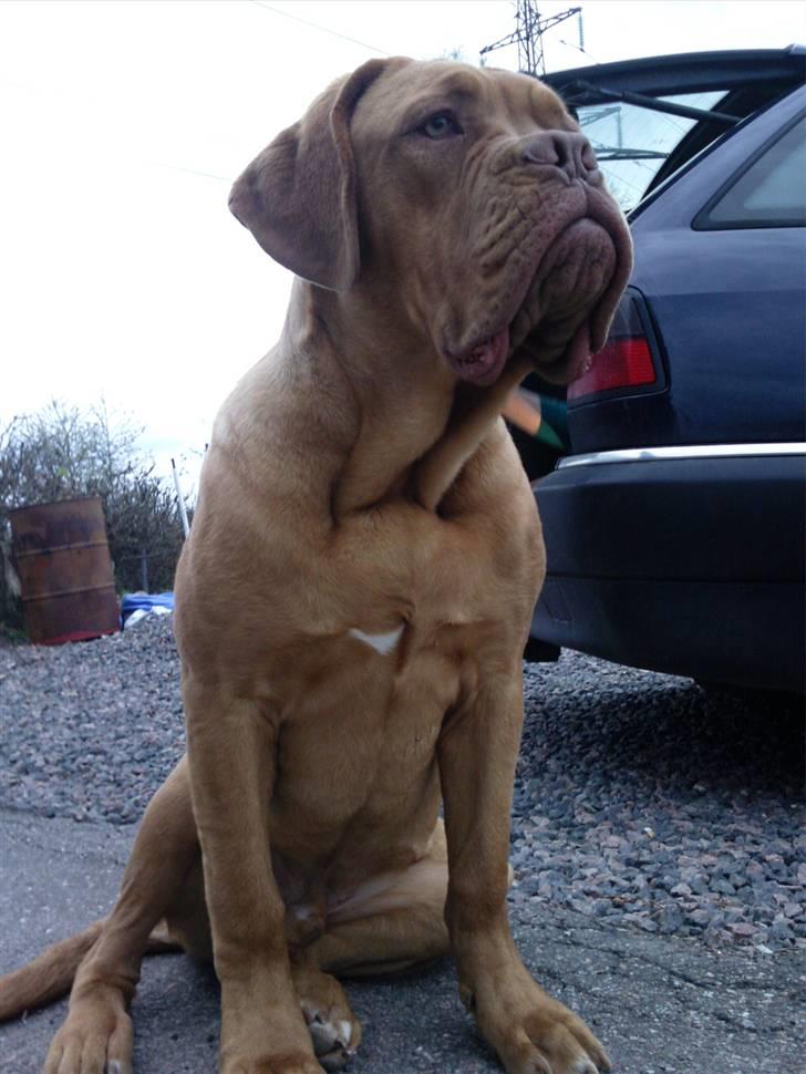 Dogue de bordeaux R.I.P.   KAARE.. billede 15