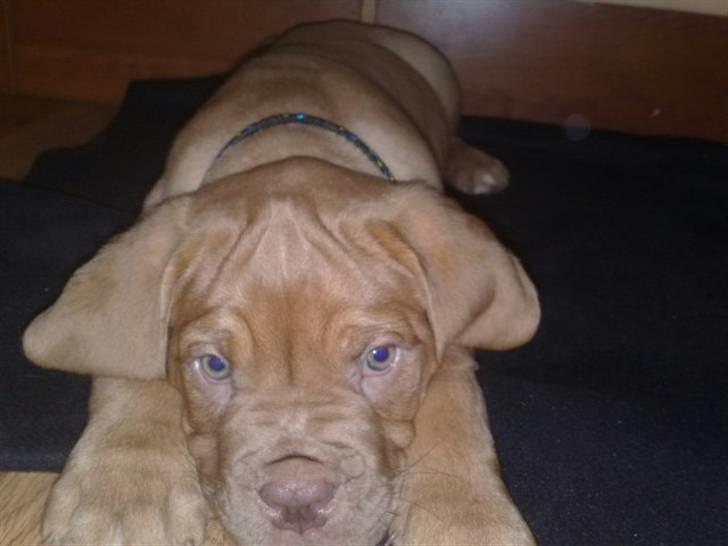 Dogue de bordeaux R.I.P.   KAARE.. billede 16