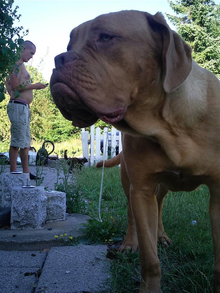 Dogue de bordeaux R.I.P.   KAARE.. billede 17