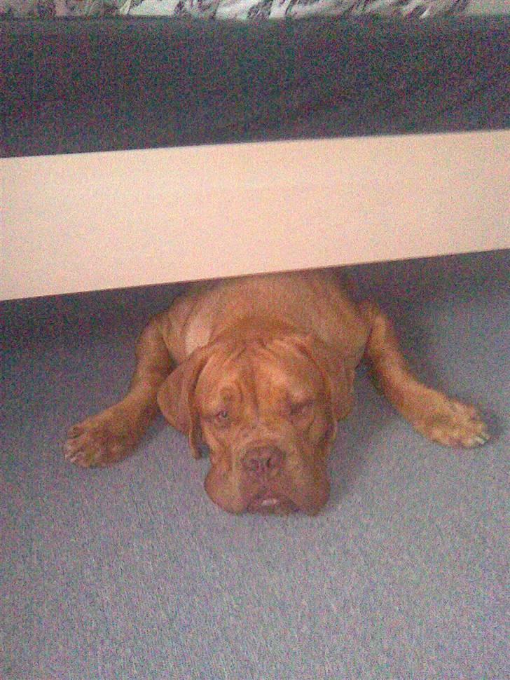 Dogue de bordeaux R.I.P.   KAARE.. billede 18