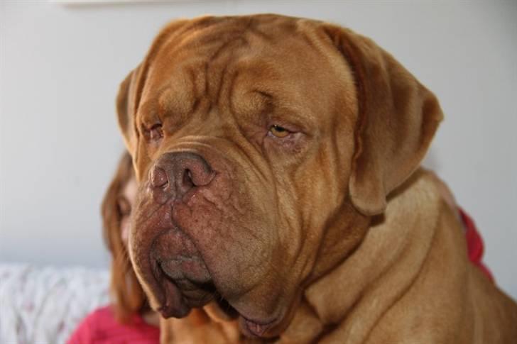 Dogue de bordeaux R.I.P.   KAARE.. - far arnold.. billede 19
